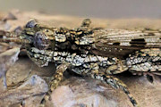 Lumpy Beplessia Grasshopper (Beplessia dispar)